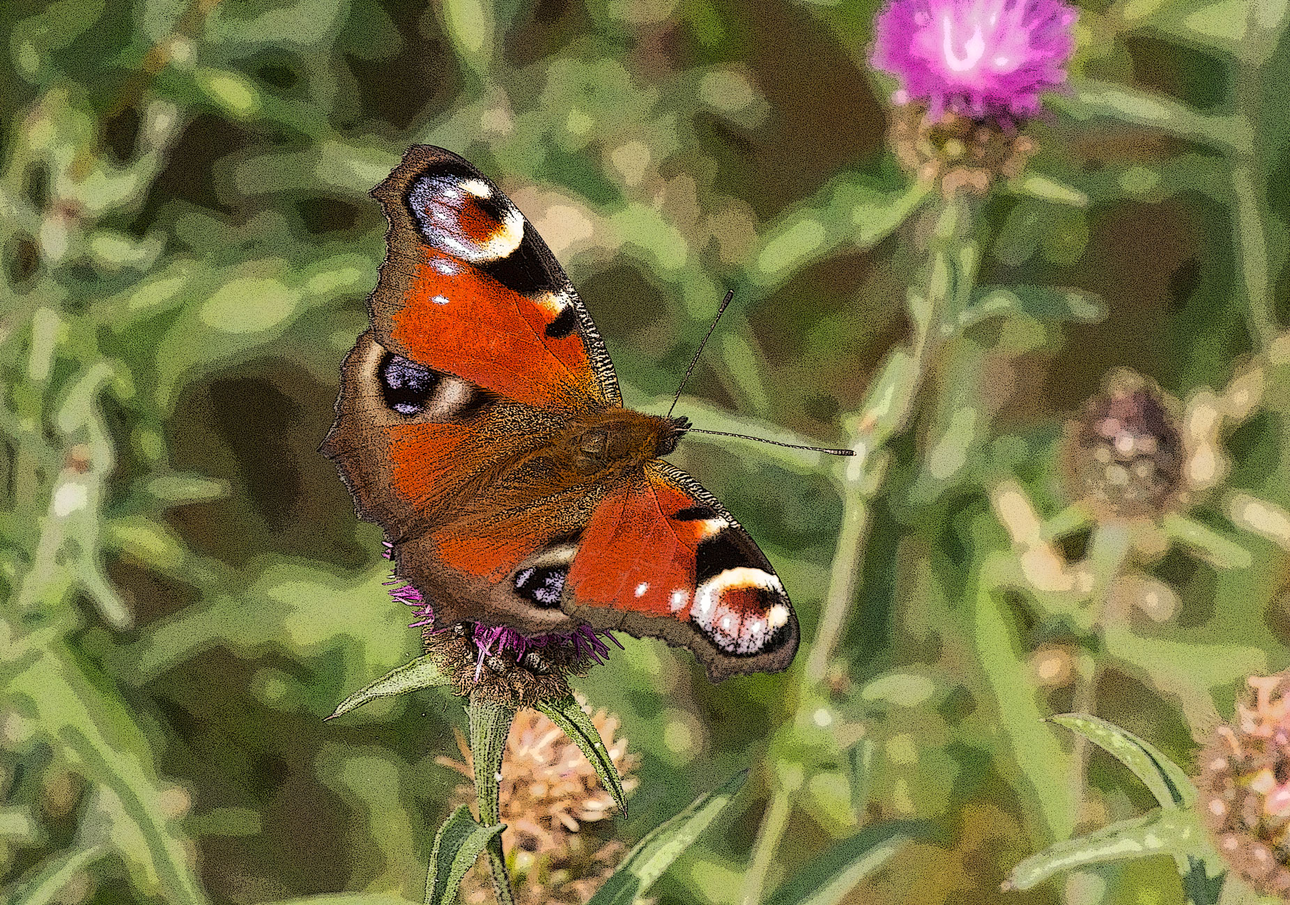 Posterized peacock Posterized peacock