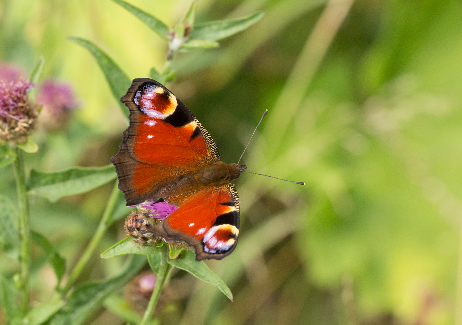 Peacock butterfly, Yorkshire