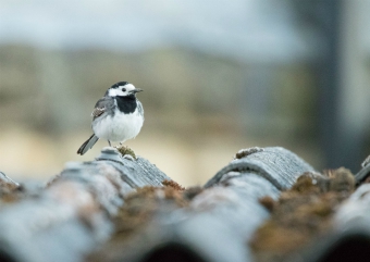 Pied wagtail, Yorkshire Pied wagtail, Yorkshire