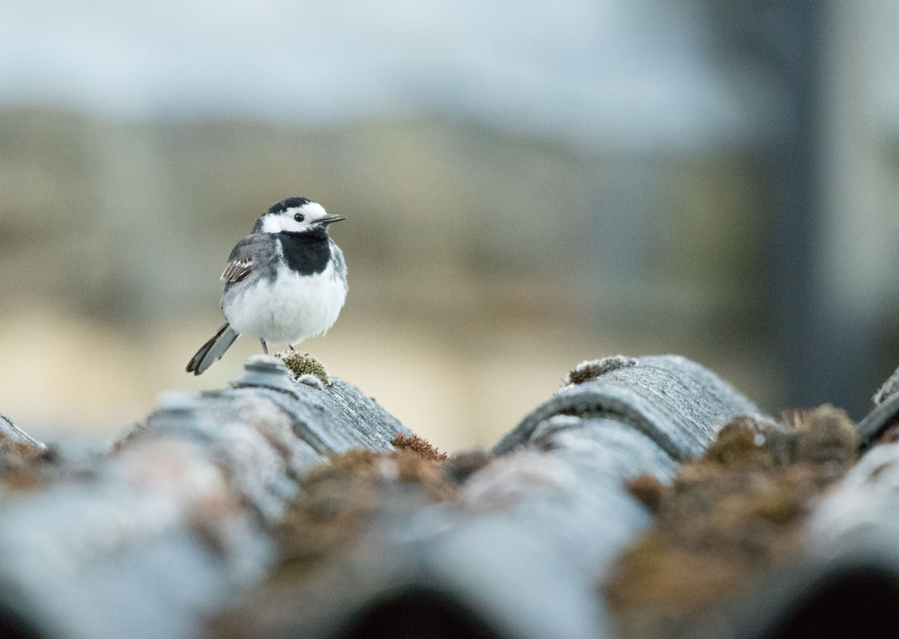 Pied wagtail Pied wagtail