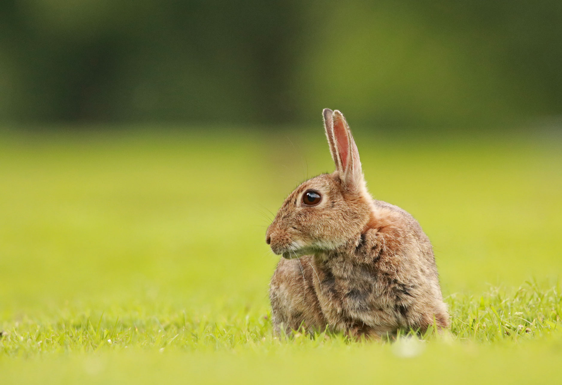 Rabbit, Harrogate Stray Rabbit, Harrogate Stray