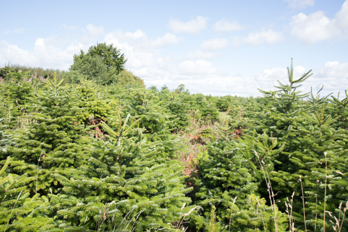 Christmas trees by Whins Lane