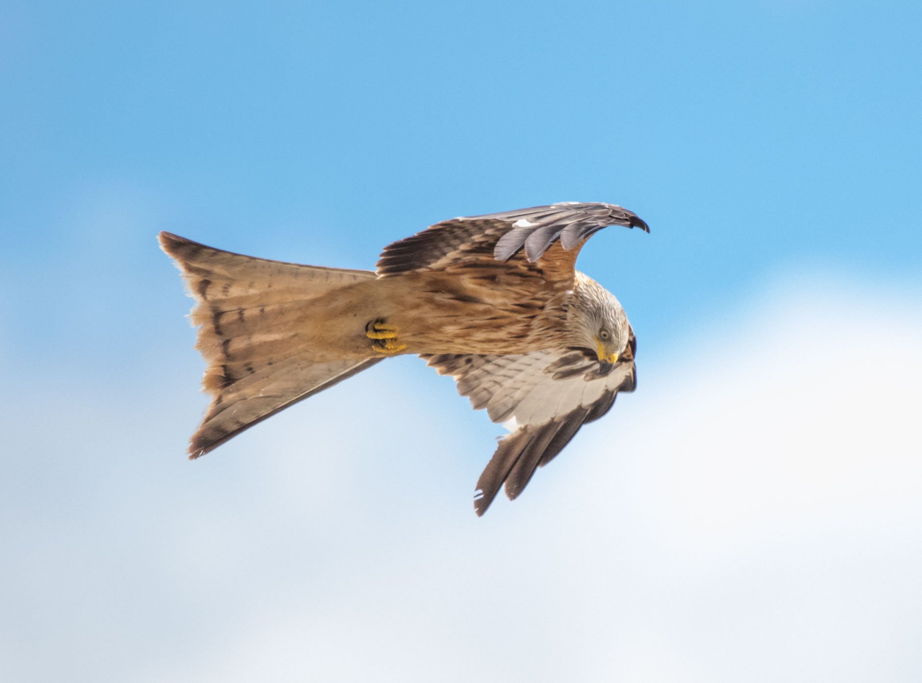Red kite, Yorkshire Showground Red kite, Yorkshire Showground