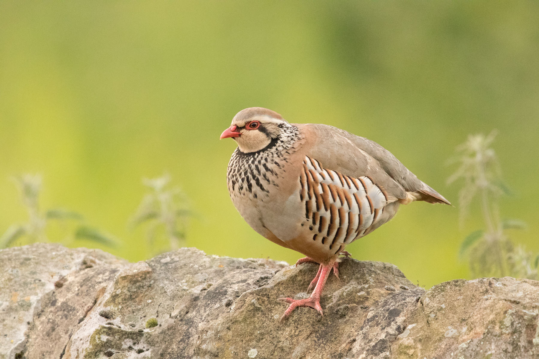 Red-legged partridge Red-legged partridge