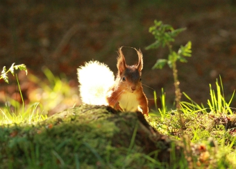 Red squirrel, Yorkshire Dales