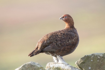 Red grouse Red grouse