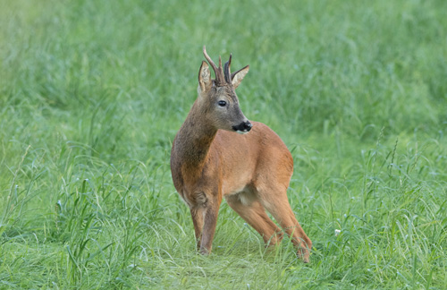 Roe buck, How Hill