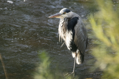 Heron, Roberts Park