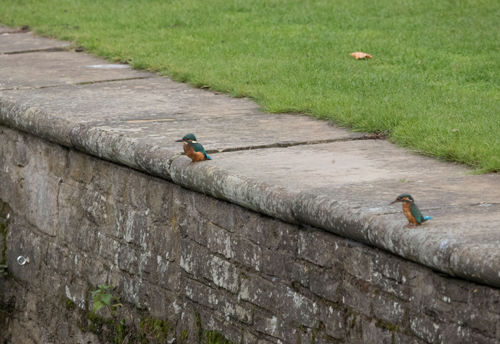 Kingfishers, Roberts Park