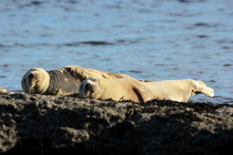 Grey seals, Ravenscar Grey seals, Ravenscar