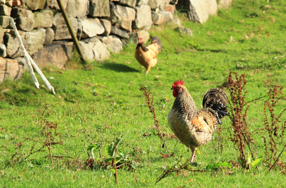 Hen near Smelthouses Hen near Smelthouses