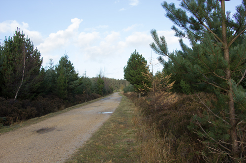 Stainburn Forest Track through Stainburn Forest