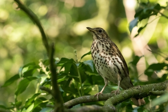 Song thrush Song thrush