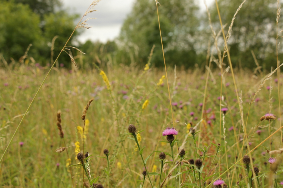 Wild flower meadow in Stonefall Park, Harrogate Wild flower meadow in Stonefall Park, Harrogate