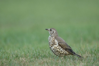 Mistle thrush Mistle thrush
