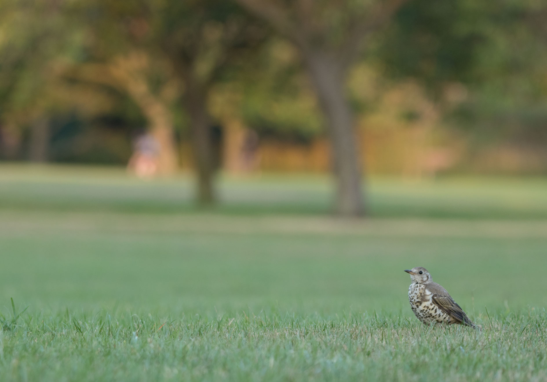 Mistle thrush, Harrogate Stray Mistle thrush, Harrogate Stray