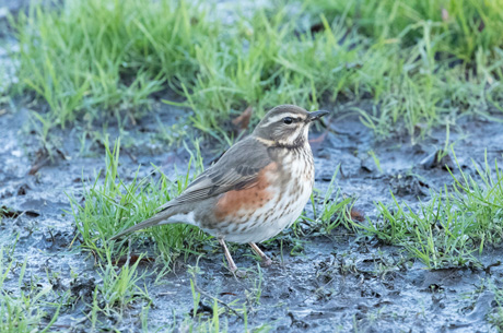 Redwing, Harrogate Stray