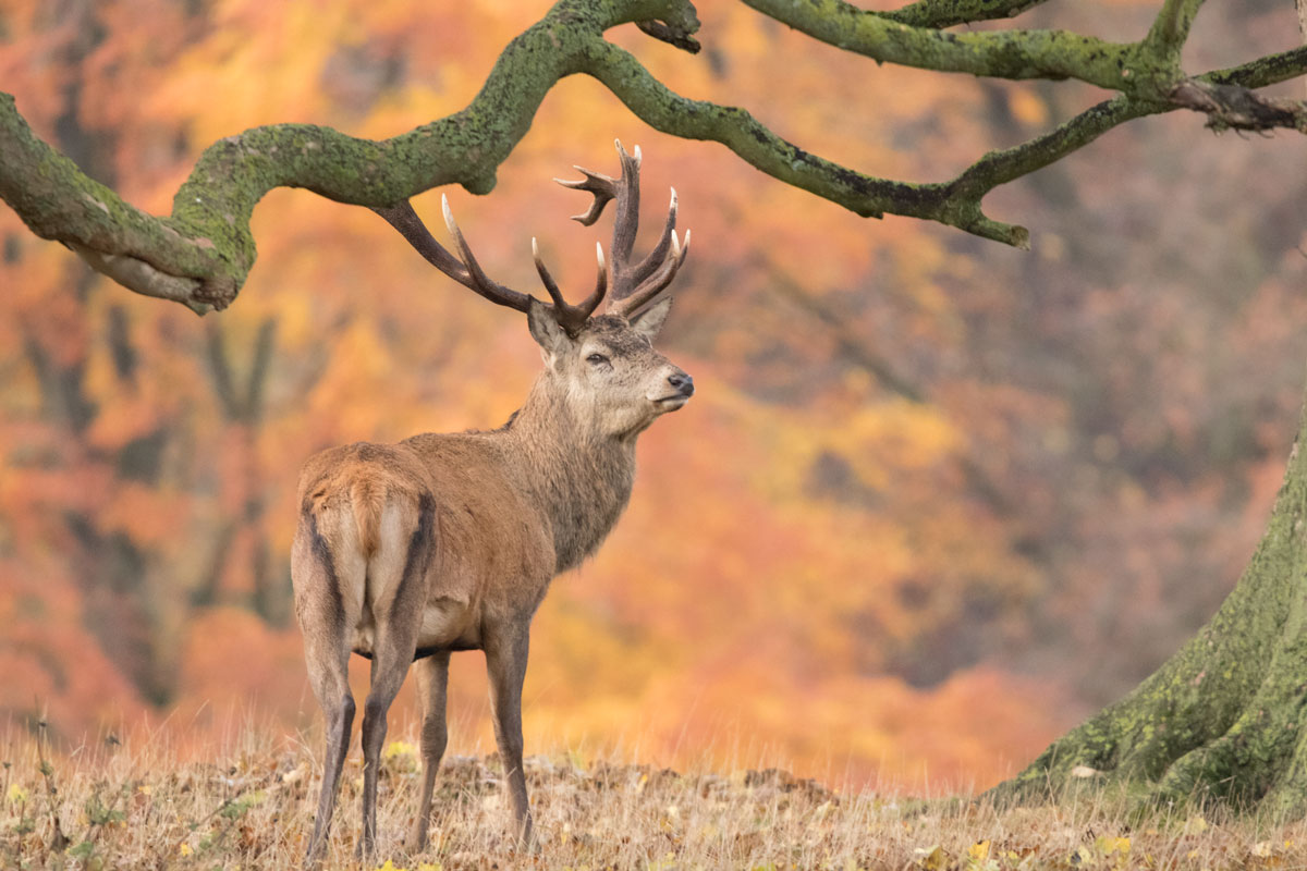 Studley deer park Stag in Studley deer park