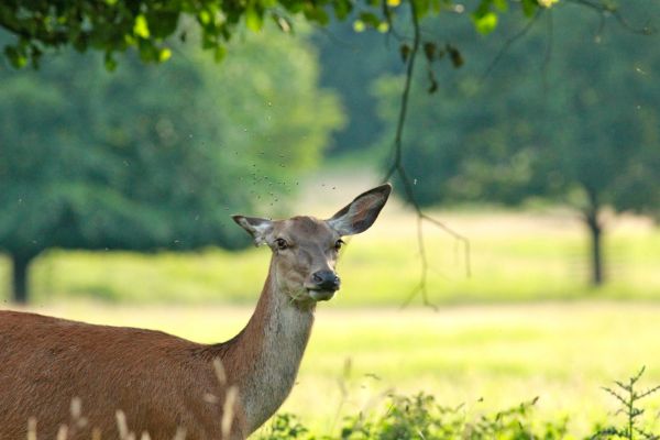 Red deer at Studley Royal