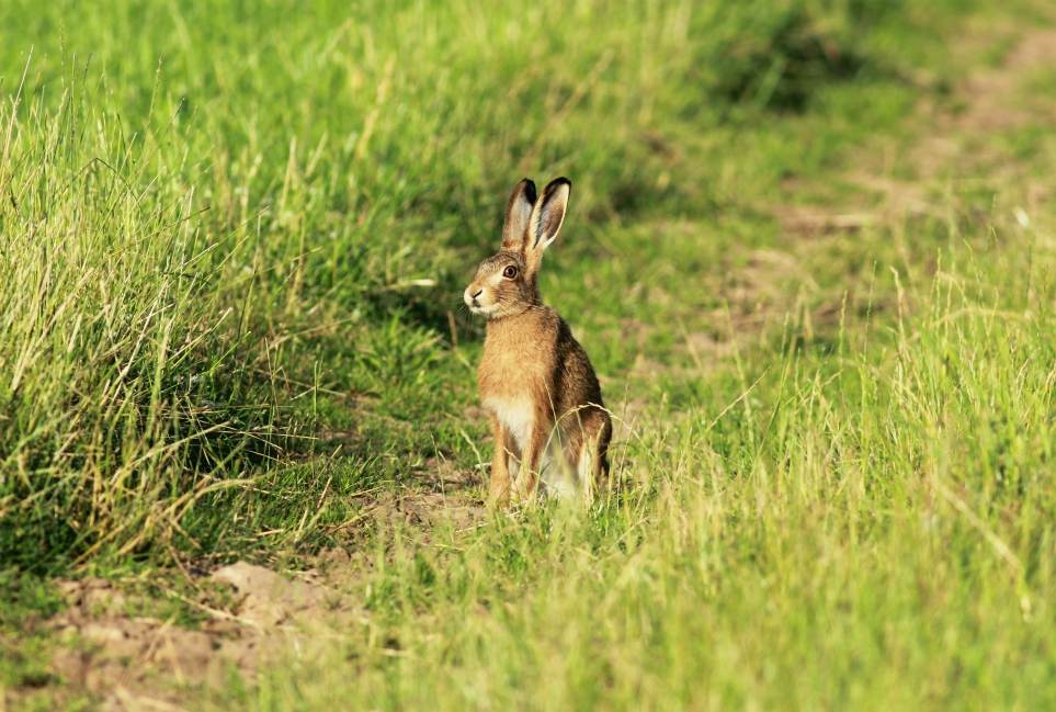 Hare in a field near Harrogate Hare in a field near Harrogate