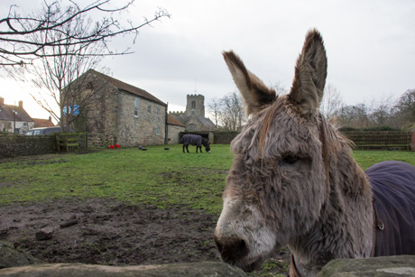 Donkeys at West Tanfield