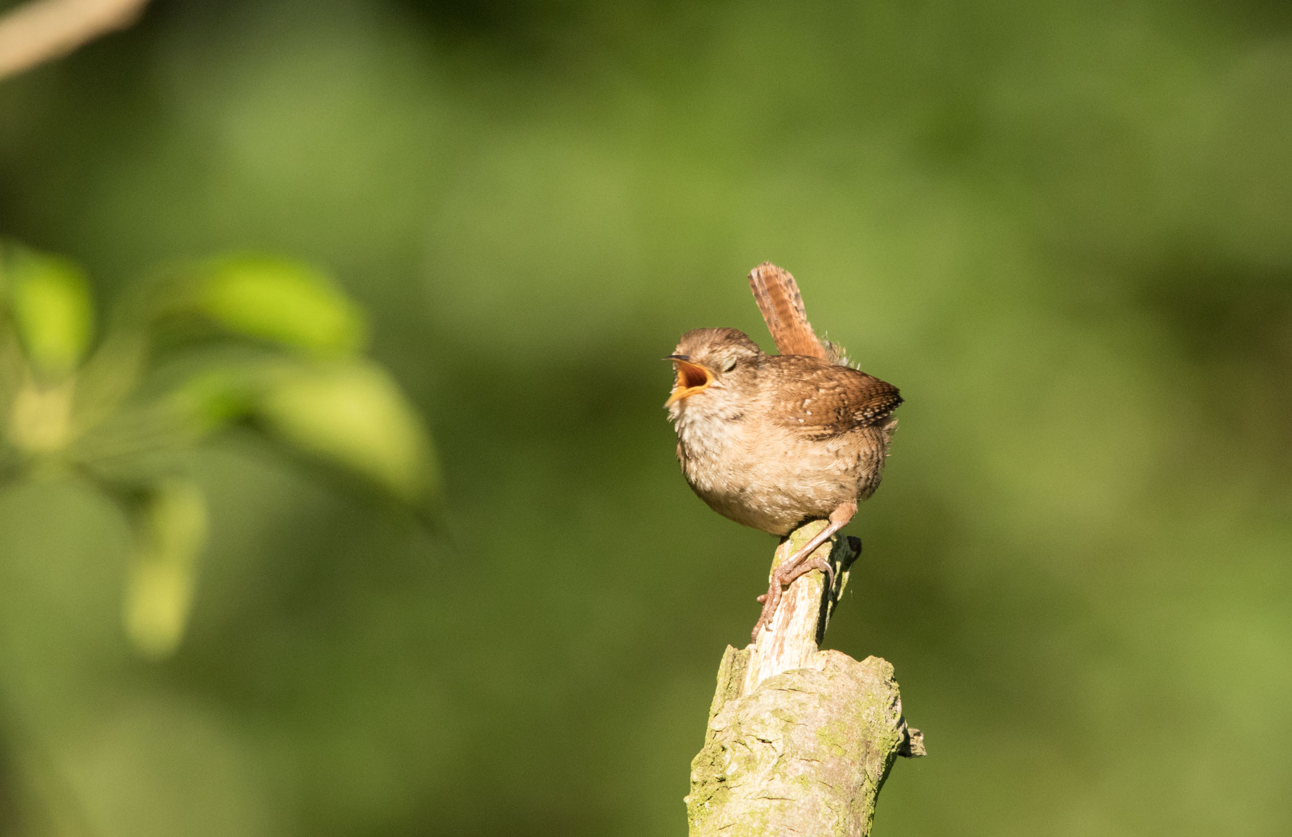 Wren, Bilton Lane Wren, Bilton Lane