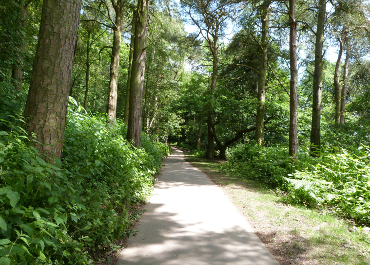 Yorkshire Showground Greenway, through trees