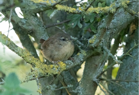 Wren, Yorkshire Showground